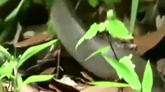 Человек с крокодилом в воде смотреть онлайн