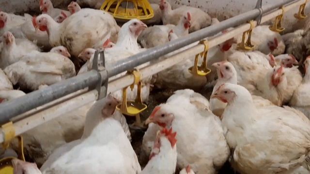 Бройлер коб 500 // чистий вес 4 кг в 60 дней//кормление,профилактика//корм своими руками//кормушки смотреть онлайн