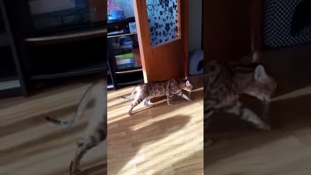 Бенгальские кошки смотреть онлайн