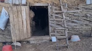 Сбор орехов в саду Азербайджанская Кухня Деревенская Кухня  Рецепты