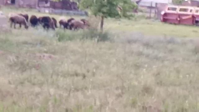 Эдильбаевские овцы 21.06.2022г. смотреть онлайн