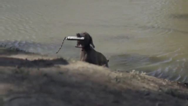 WEIMARANER MINI DOCUMANTARIO смотреть онлайн