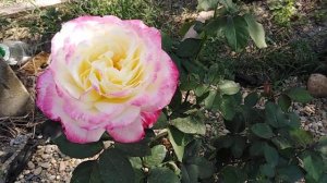 Роза Дабл Дилайт. Double Delight rose. Сногсшибательная красота. Яркий аромат. Двойное наслаждение