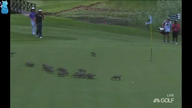Wild and Wacky Golf Moments - Part 1