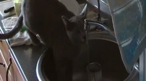 кошка пьет воду из крана