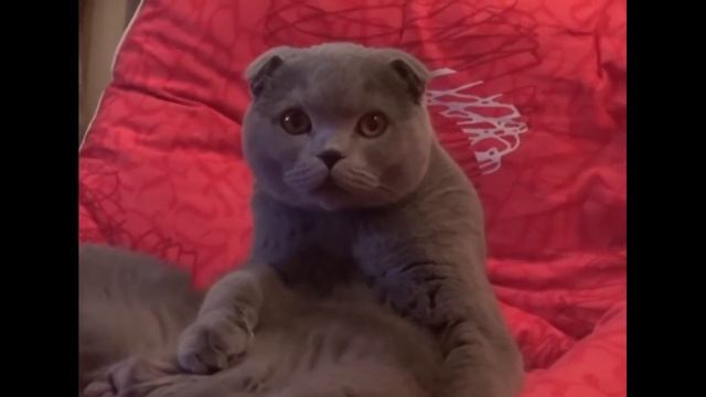 КИСЕЛЁЧЕК. Часть 2. Ночные кошмары Киселёчка. #киселёчек #киселечик #кошмарыкиселька смотреть онлайн