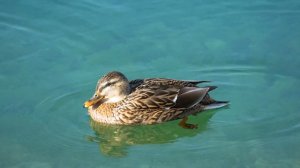 4K. Copacabana. Озеро. Тест видеокамеры Sony FDR AX-53.