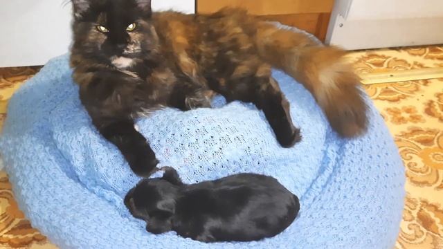 кошка мэйнкун охраняет сон щенка йорка смотреть онлайн