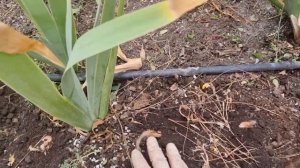 сажаю шафран - крокус посевной