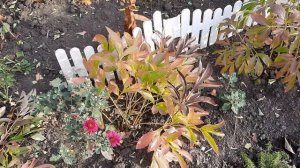 ПОДГОТОВКА ПИОНОВ К ЗИМОВКЕ.УХОД ЗА ПИОНАМИ ОСЕНЬЮ.