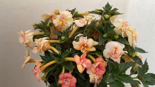 Ахименес Giselle.