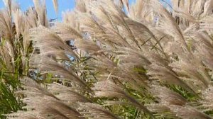 Miscanthus s