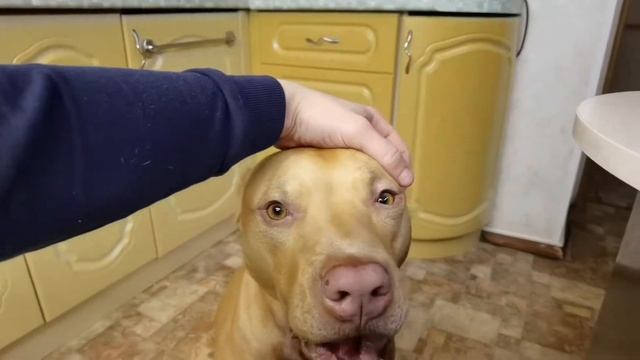 Питбультерьер за любой кипишь, кроме голодовки/#apbt #апбт#питбуль#питбультерьер#собака