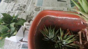 Пересадка комнатных растений. Часть 2.