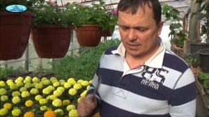 Как увеличить цветок на тагетисах (бархатцах)?
