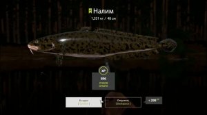 Вьюнок •  Налим • Активный клёв • РР4 • Русская рыбалка 4 • 2023 год