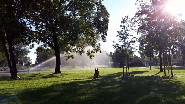 Немецкая овчарка самая добрейшая порода собак в мире смотреть онлайн