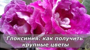 КАК получить КРУПНЫЕ цветы у глоксинии.