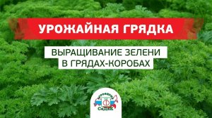 ВЫРАЩИВАНИЕ ЗЕЛЕНИ В ГРЯДАХ-КОРОБАХ