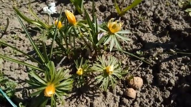 Весенние цветущие растения в саду