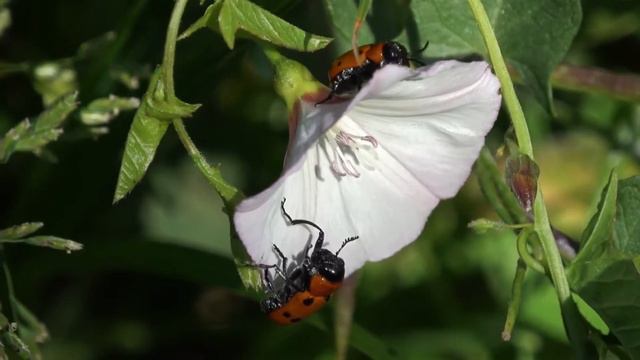 Красота природы и музыка помогут расслабится и отдохнуть🌿если вы устали это лучшее лекарство 99%🌿 смотреть онлайн