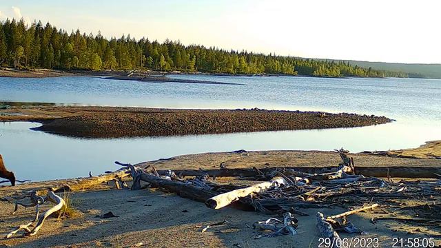 Бурый медведь на фотоловушке Лапландского заповедника смотреть онлайн