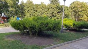 Станица Каневская Краснодарский край.