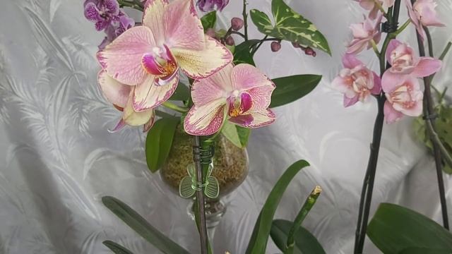 Пересадила Цветущую ОРХИДЕЮ, а ОНА ... Можно пересаживать Цветущую орхидею ❓❓❓ смотреть онлайн