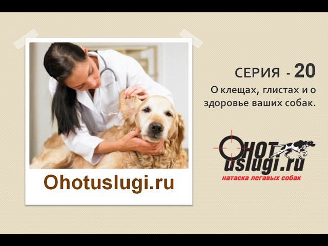 О клещах, глистах и о здоровье ваших собак - Серия 20 смотреть онлайн