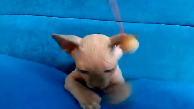 Канадский сфинкс с голубыми глазами. Голубой пойнт. Мальчик. Д.р. 3.08.2014 года смотреть онлайн