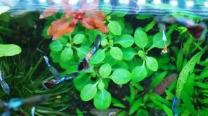 Лобелия пурпурная Lobelia cardinalis