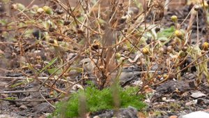 Коноплянка, наблюдение птиц в Новгородской области, 7 апреля 2024