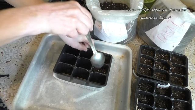 Рассаду томатов выращиваем ускоренным методом смотреть онлайн