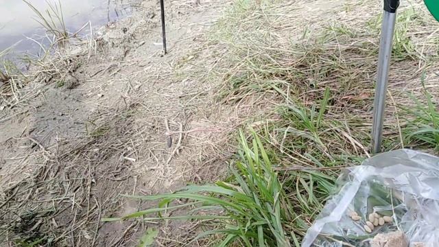 Старинная забава - ловля карася. Веселая рыбалка моего детства. Как забрасывать резинку с берега. смотреть онлайн