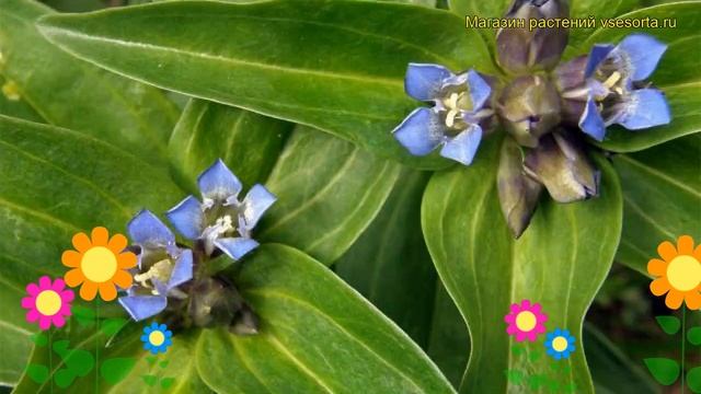Горечавка крестообразная Блю Кросс. Краткий обзор, описание gentiana cruciata Blue Cross смотреть онлайн