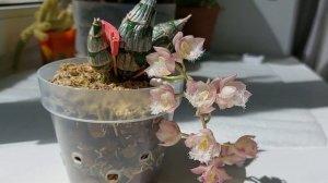 Удивительное - рядом! Совсем нежданное цветение деленки clowesia Jumbo Grace. Орхидея морковка