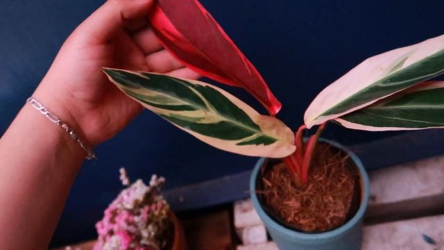 Pluma de indio cuidados | Calathea triostar cuidados | Hermosa planta de interiores смотреть онлайн