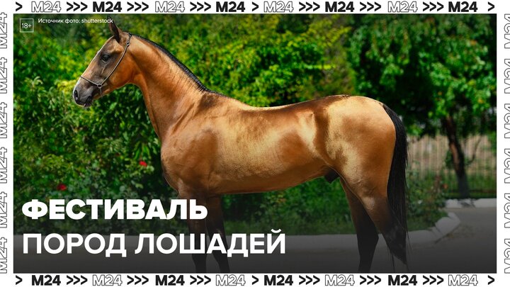 Фестиваль национальных пород лошадей открылся в парках Москвы - Москва 24