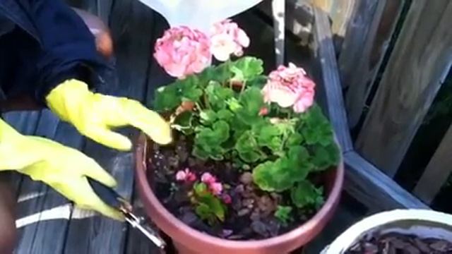 Plant Geraniums & Begonias in Container! #howtoplant #containergardening смотреть онлайн