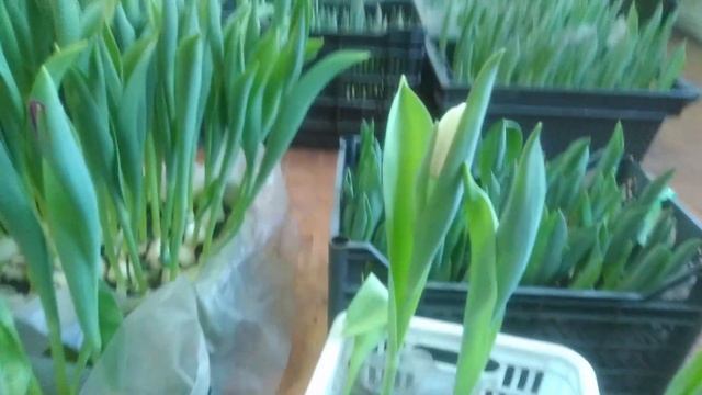 ⚫Выгонка тюльпанов на 8 марта в домашних условиях/Обзор на 10.02.22г смотреть онлайн