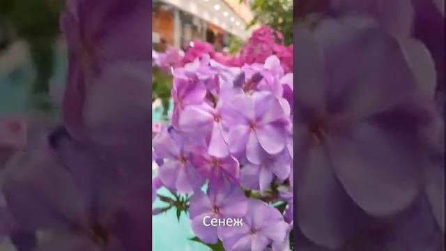 Новинки селекции на выставке флоксов на ВДНХ в 2019 году