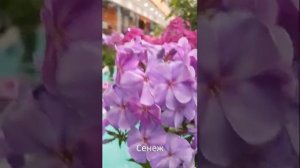 Новинки селекции на выставке флоксов на ВДНХ в 2019 году