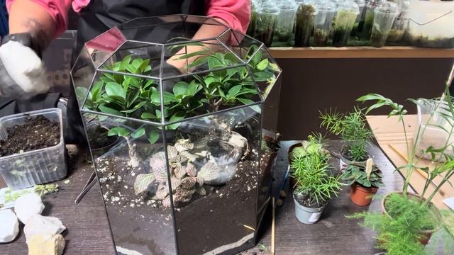 Сажаем большую красивую композицию Рио с двумя фикусами. Мастер-класс флорариумы florarium-flo.ru