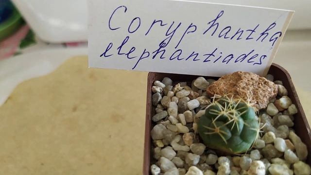 Кактусы. Тема: Подарки к  Дню рождения и новые питомцы в коллекции.