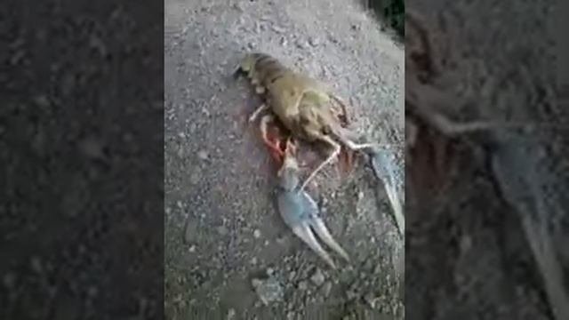 Речной  рак.