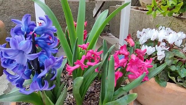 С ПРАЗДНИКОМ,МОИ ДОРОГИЕ ДЕВОЧКИ! смотреть онлайн