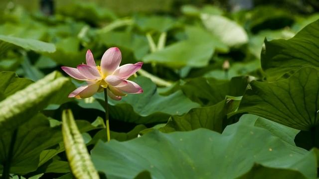 Сергей Светлов "Женщина, которая со мной" (на слова Евгения Степанова) смотреть онлайн