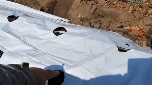 Белая или черная пленка. Грядки для клубники. Накидываем бугры.