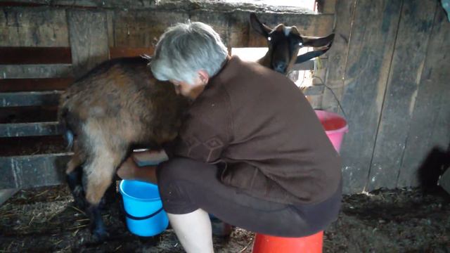 Дойка козы смотреть онлайн