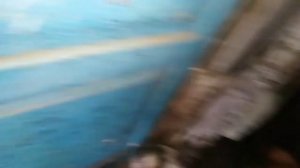 Куры породы кохинхин. Подрощенные цыплята!